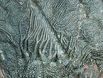 Inch Moroccan Crinoid Fossil - Scyphocrinites #4025-2